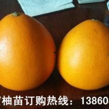 有关佛手瓜的热门音乐有哪些,盘点热门佛手瓜主题音乐