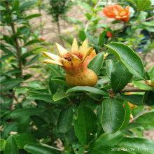 有关佛手瓜的热门音乐有哪些,盘点热门佛手瓜主题音乐