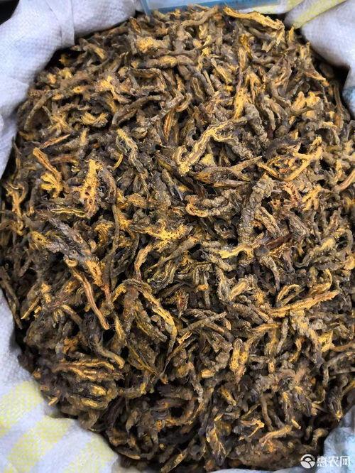 鸡瓜黄连今日价格行情