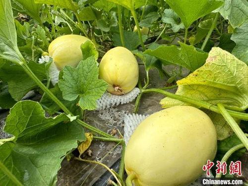 热门新瓜流出张,揭秘热门新瓜背后的真相与影响