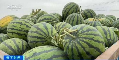 今日嫩瓜价格行情最新,今日价格走势解析