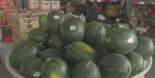 今日嫩瓜价格行情最新,今日价格走势解析