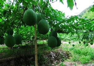 黑吊瓜能经常吃吗,适量食用，健康常伴