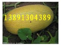 哈密瓜今日价格行情,涨跌波动一览