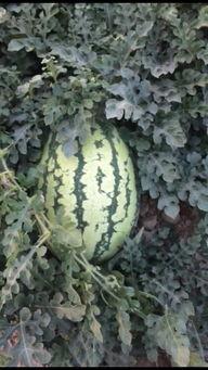 新疆硒砂瓜今日行情如何,丰收喜人，价格稳中有升