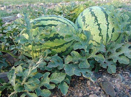 新疆硒砂瓜今日行情如何,丰收喜人，价格稳中有升