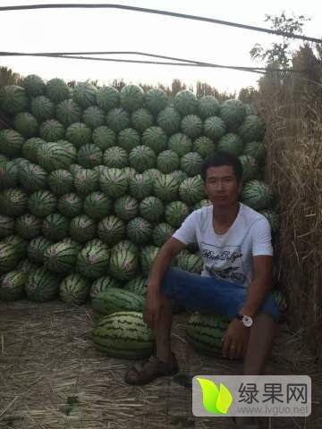 新疆硒砂瓜今日行情如何,丰收喜人，价格稳中有升