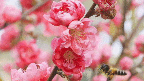 明星网红赏花是谁,共赏春日花海盛宴