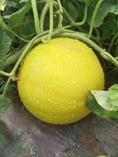 今日民勤蜜瓜金红宝价格,价格行情一览