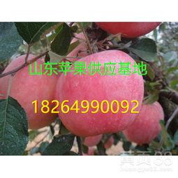 今日莱芜553地瓜产地