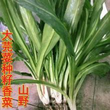 今日湛江蒲瓜价格行情,今日市场动态一览”