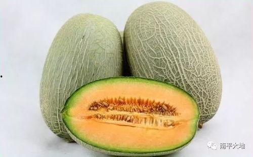 今日辽宁抚顺哈密瓜价格,今日行情一览”