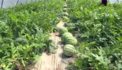 近期热门焦作吃瓜事件,揭秘网络热议背后的真相与反思