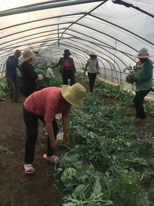 邹庄大瓜上热门