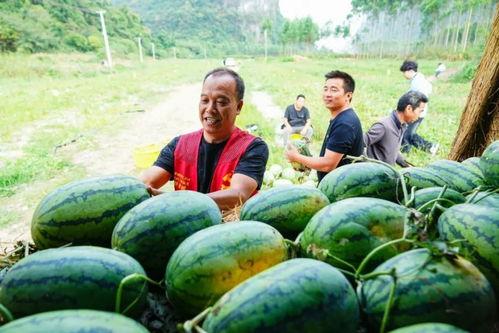 邹庄大瓜上热门