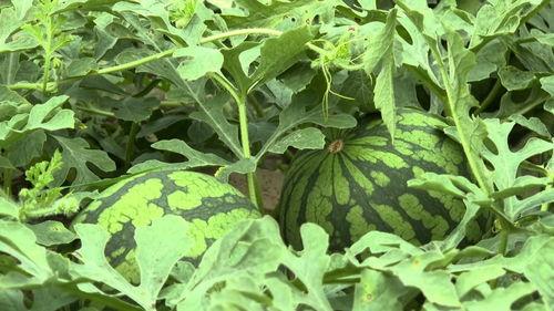 上热门江苏的瓜,揭秘背后真相与热议焦点