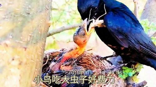 黑守瓜能给鸟吃吗图片欣赏,探索鸟类眼中的独特美味