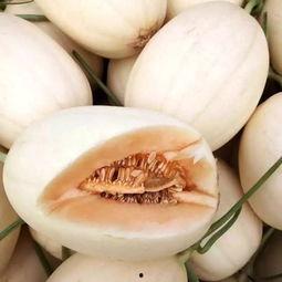 今日东方蜜瓜价格行情,甜蜜来袭，价格波动解析