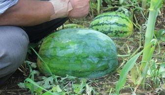 今日毛瓜的价格是多少,市场行情一览