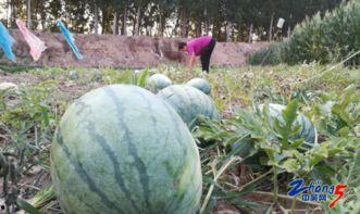 今日毛瓜的价格是多少,市场行情一览