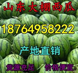 今日毛瓜的价格是多少,市场行情一览