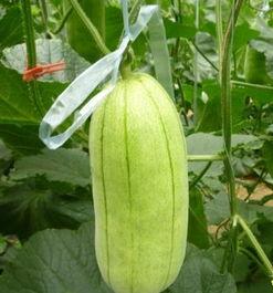 大荔高石脆瓜今日价格,价格行情一览”