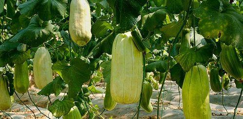 大荔高石脆瓜今日价格,价格行情一览”