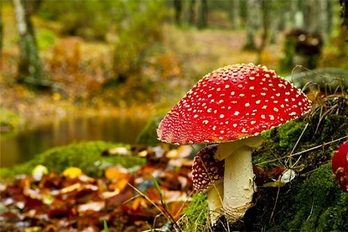 蘑菇视频爆料黑料吃瓜官网,揭秘吃瓜官网背后的真相