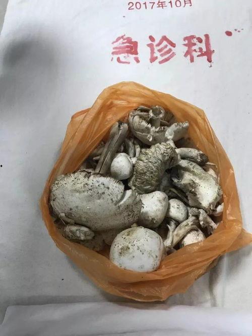 蘑菇视频爆料黑料吃瓜官网,揭秘吃瓜官网背后的真相