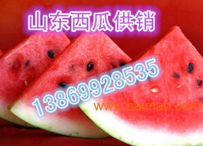 美华瓜今日价格表