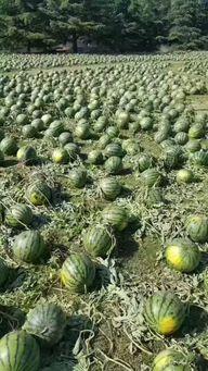 热门吃瓜真实事件是什么,那些让人瞠目结舌的吃瓜事件真相