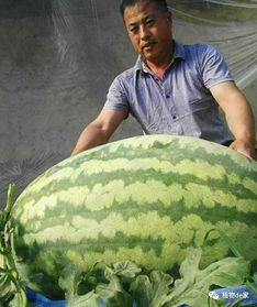 吃瓜黑产事件真相是什么,真相与内幕全解析