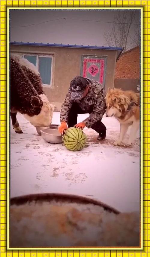 幻灭黑喂狗吃瓜