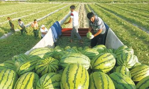 各种热门大瓜图片大全,热门大瓜图片大全，带你领略明星幕后故事
