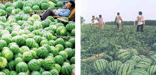 吃瓜热门最新新闻报道,揭秘网络爆红事件背后的真相与争议