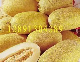 新疆产地哈密瓜今日价格,价格行情一览”