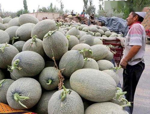 新疆产地哈密瓜今日价格,价格行情一览”